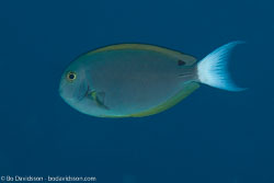 BD-130713-Maldives-0375-Acanthurus-thompsoni-(Fowler.-1923)-[Thompson´s-surgeonfish].jpg